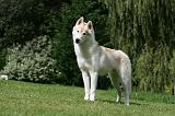 SIBERIAN HUSKY 967